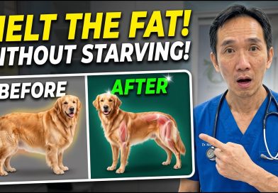 How to Make Your Dog Lose Weight WITHOUT Starving Them! (Vet Secret Exposed)